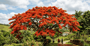 Foto: (Imagem sem texto alternativo disponivel ID [2774570])