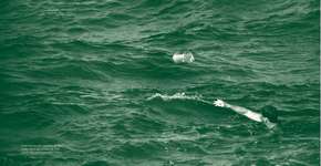 O verão da lata: quando 22 t de maconha chegaram boiando ao Brasil