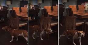 Cachorro é acariciado por bolsa e vídeo viraliza