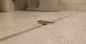 Foto: (Imagem sem texto alternativo disponivel ID [2759178])