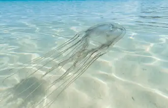 Featured large news: Os tubarões não são os animais mais perigosos do oceano: aqui está a criatura minúscula que devemos evitar