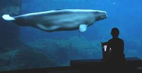 Aquário de Vancouver é proibido de manter baleias em cativeiro