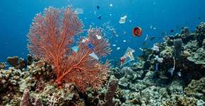 Microplásticos alteram o metabolismo das górgonas no Mediterrâneo e preocupam os cientistas