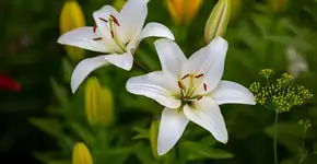 Foto: (Imagem gerada por IA/Gemini)