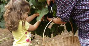 Enoturismo pertinho de SP: Conheça a Rota do Vinho em São Roque