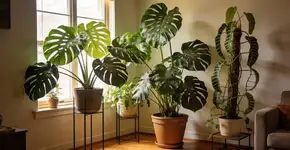 Foto: (Imagem sem texto alternativo disponivel ID [2693293])