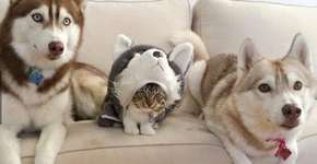 Foto: (Imagem sem texto alternativo disponivel ID [1453345])