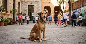 “Pintinhas” sai do canil e ganha uma nova vida em uma escola em Barcelos