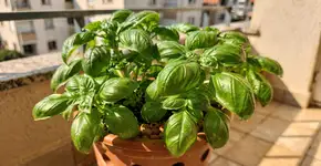 Foto: (Imagem sem texto alternativo disponivel ID [2731372])