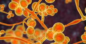 Foto: (Dr_Microbe/istock)