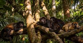 Foto: (Imagem sem texto alternativo disponivel ID [2696754])