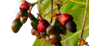 Folha do cajueiro pode regular os níveis de açúcar no sangue