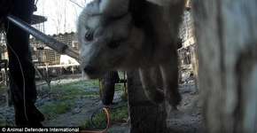 Raposa tenta fugir antes de ser eletrocutada em fazenda de pele