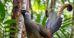 Foto: (Imagem sem texto alternativo disponivel ID [2716647])