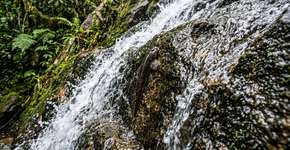 No Congo, a existência científica de peixes capazes de escalar cachoeiras de 15 metros foi confirmada