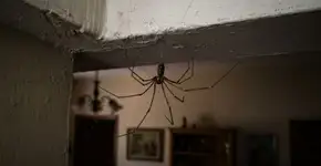 Se você vir uma aranha de pernas compridas em qualquer canto da sua casa, nós lhe diremos o que isso significa de acordo com o Feng Shui