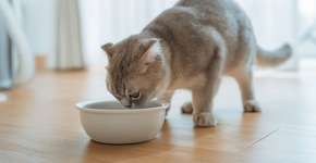 Foto: (Imagem sem texto alternativo disponivel ID [2696119])