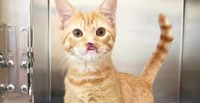 Gato sem focinho espera pela chance de ter um lar