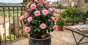 A planta ideal para pequenos terraços: elegante, resistente e fácil de cuidar