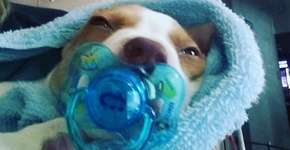 Foto: (Imagem sem texto alternativo disponivel ID [1113835])