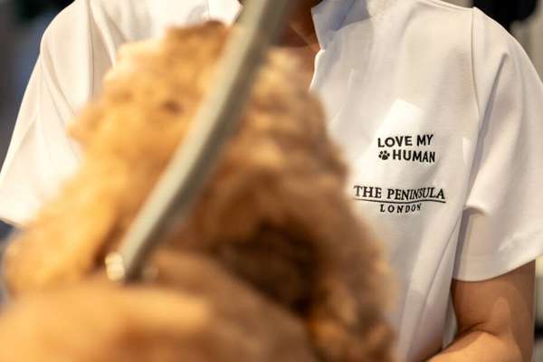 Espaço dedicado ao banho e cuidados estéticos para cães