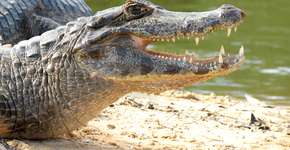 Maior matadouro de jacarés do mundo vai matar 600 animais por dia