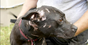 Tribunal decide pela vida de 28 pit bulls resgatados de rinhas