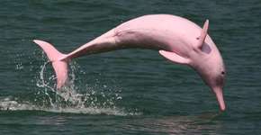 Foto: (Imagem sem texto alternativo disponivel ID [949472])