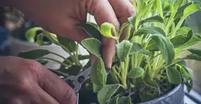 O que plantar em junho? As melhores opções para cultivar no inverno