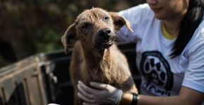 Foto: (Imagem sem texto alternativo disponivel ID [992821])