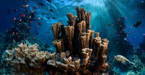 Estrutura de 34 metros de largura visível por satélite revela coral da época de Napoleão