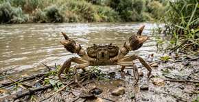 Foto: (Imagem sem texto alternativo disponivel ID [2776598])