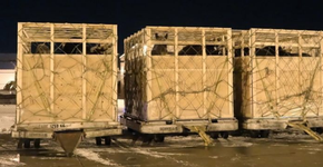 Cavalos e éguas grávidas são mortos pela indústria da carne