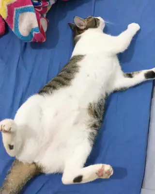 Veja alguns dos cães e gatos que já estão participando do #MostreABarriguinha!