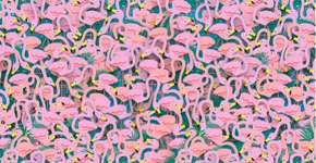 Desafio: você consegue achar a bailarina entre os flamingos?