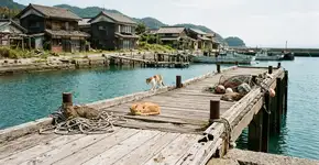 Aoshima, a ilha dos gatos no Japão, está desaparecendo silenciosamente: hoje restam apenas 40 animais