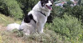 Foto: (Imagem sem texto alternativo disponivel ID [2617670])