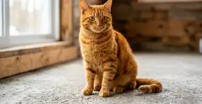 Gatos laranjas são de alguma forma diferentes e os pesquisadores sabem porquê