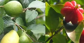 Cicatrização é acelerada com folhas de goiaba e pitanga