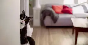 Foto: (Linda Raymond/istock)