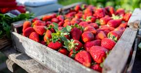 Entenda como o morango pode ajudar a saúde do seu coração