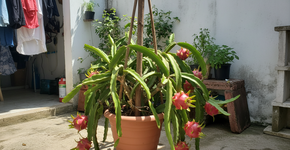 Foto: (Imagem sem texto alternativo disponivel ID [2705145])