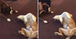 Cachorro se finge de morto para dar susto em amigo