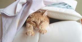 Foto: (Imagem sem texto alternativo disponivel ID [1024102])