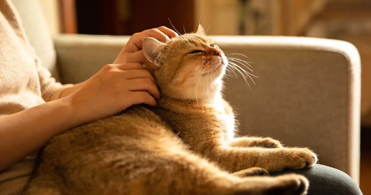 Veja o que o ronronar do gato realmente significa e mude sua visão ...
