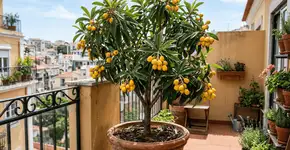 Foto: (Imagem sem texto alternativo disponivel ID [2763978])