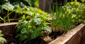 Quais plantas não devem ser plantadas em canteiros elevados, e por quê?