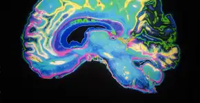 Foto: (daisy-daisy/DepositPhotos)