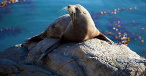 Foto: (Imagem sem texto alternativo disponivel ID [2602965])