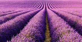 Fotos de campos de lavanda pelo mundo